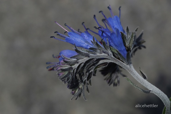 Felsen-Moltkie (Moltkia petraea)